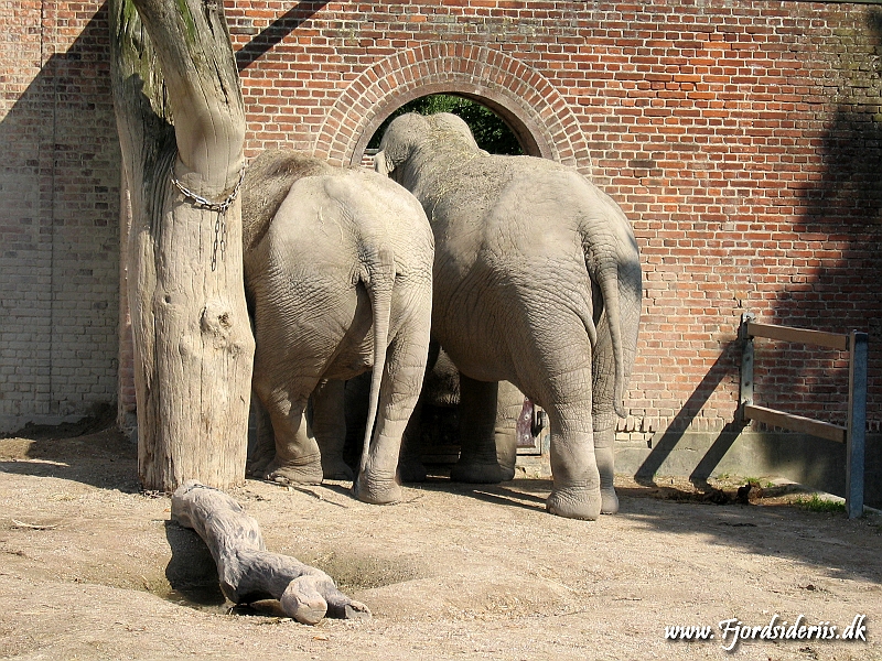 KBH zoo 190703 137.JPG